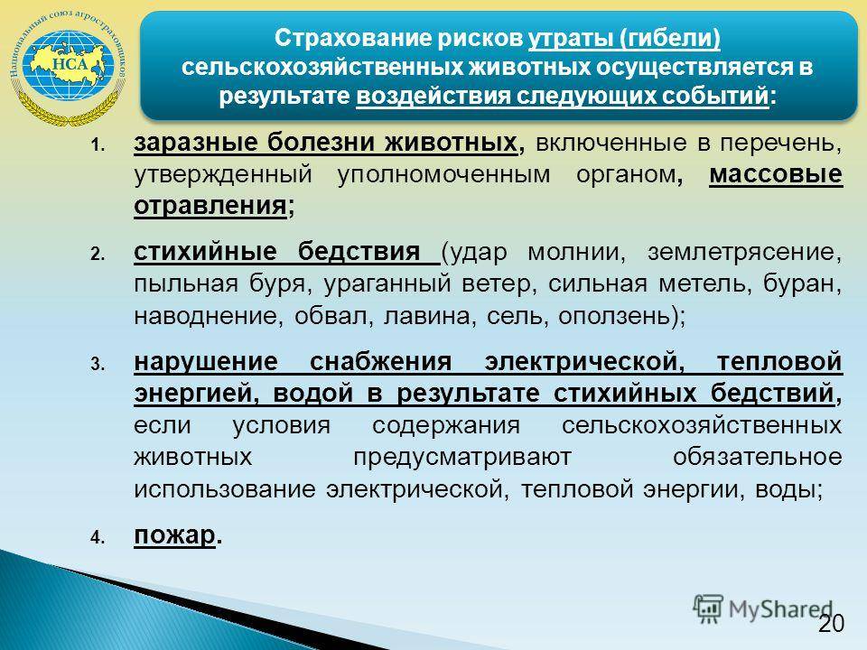 Страхование сельскохозяйственных животных презентация