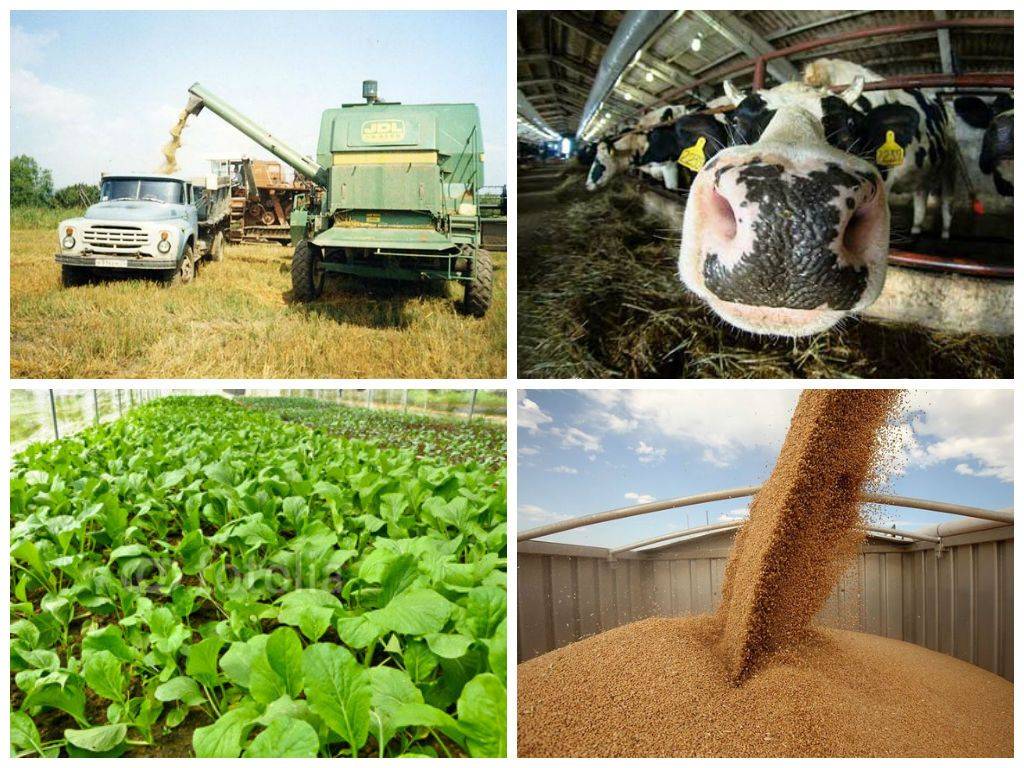 Как стать фермером и организовать фермерское хозяйство с нуля: субсидии и другая помощь от государства 2022 году