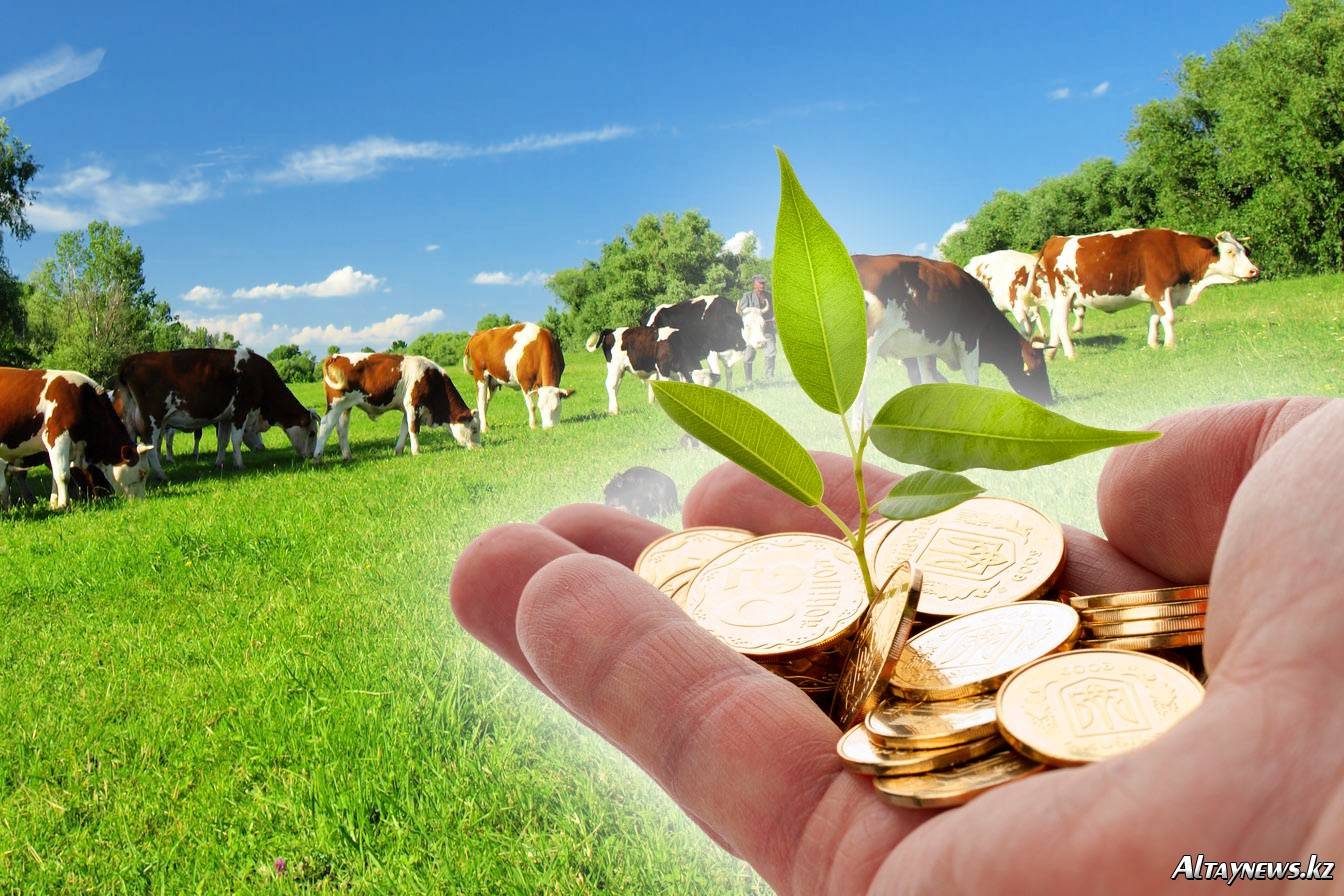 Гранты на развитие сельского хозяйства 2020 - как начинающему фермеру получить грант