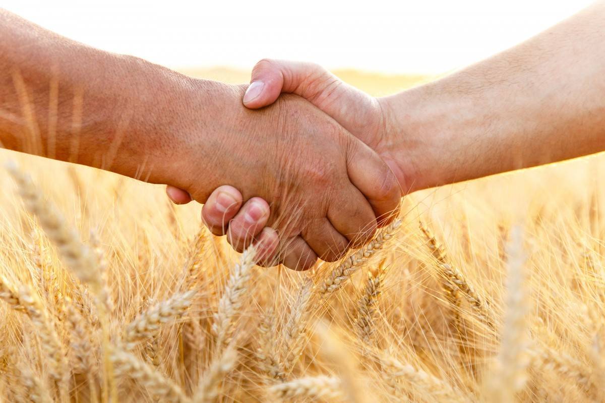 Как стать фермером с нуля: субсидии, гранты, льготы государства в 2022 году, какую единовременную выплату можно получить начинающим за выращивание зерновых